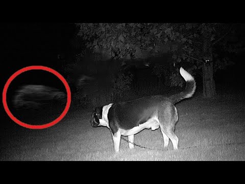 Могут ли? кошки и собаки видеть «духов»?
